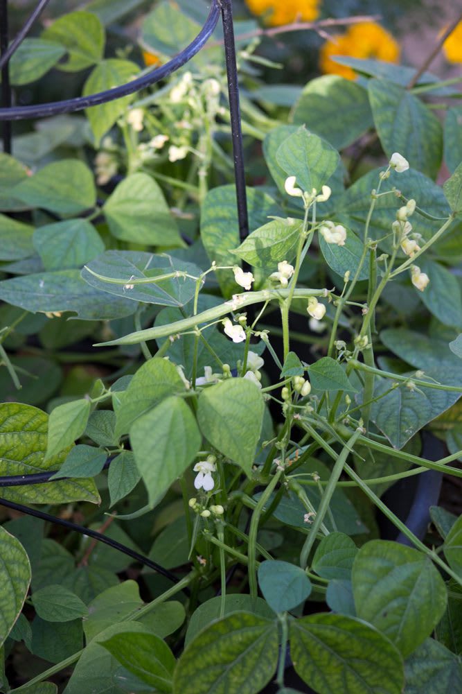 OldContainer_GreenBushBeans_web1