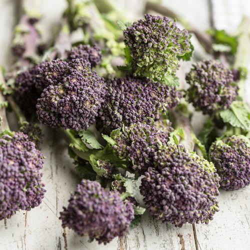 Early Sprouting Broccoli from San Diego Seed Company