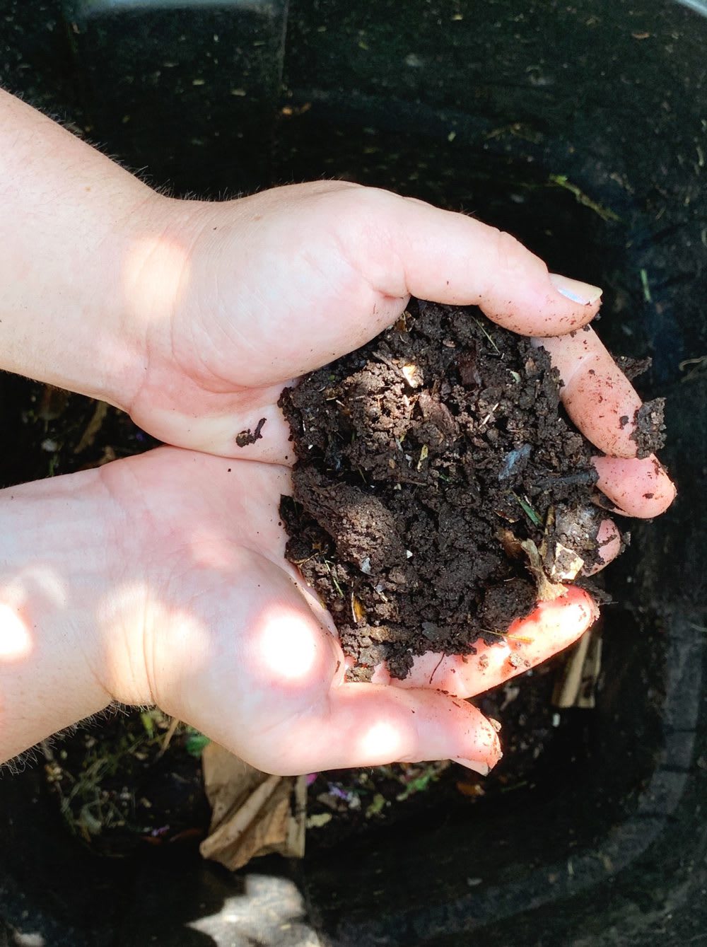 Starting a culinary garden