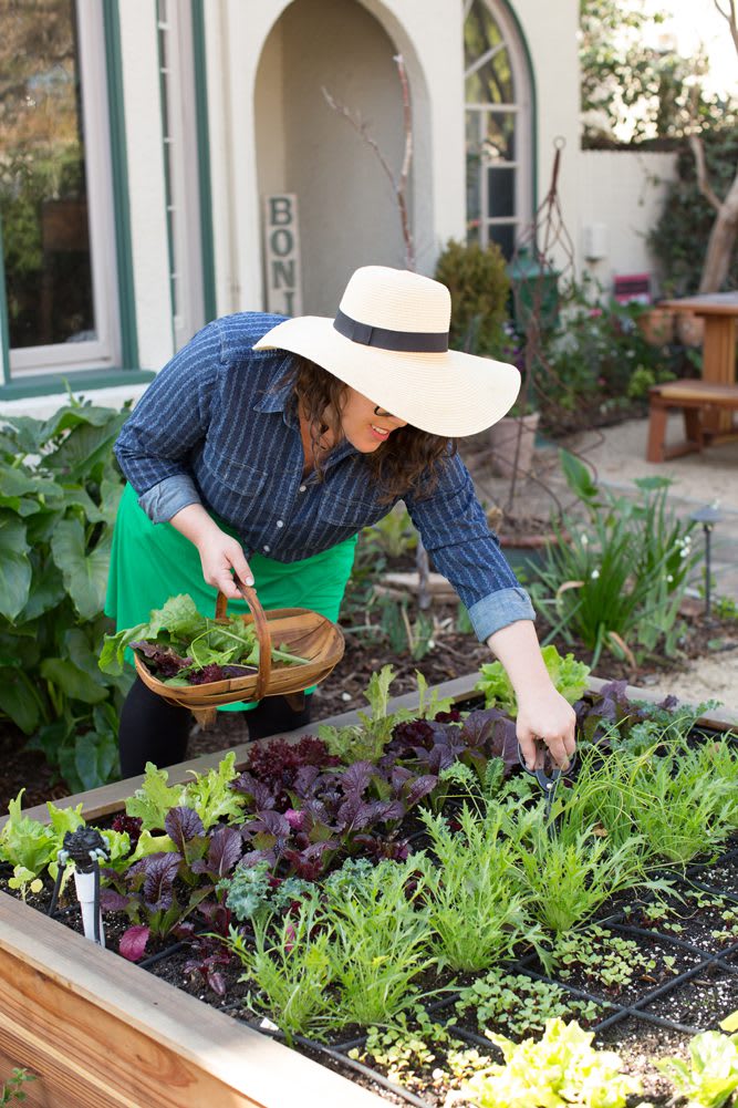 Ashley Irene in the showcase garden harvesting mizuna