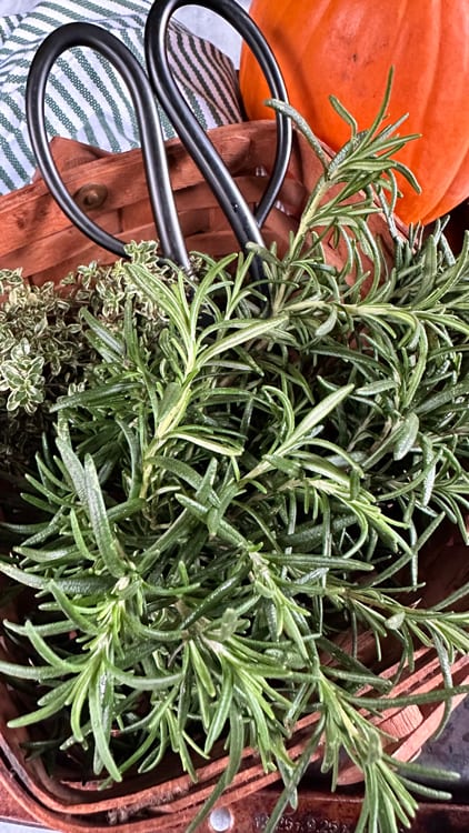 Honey Thyme Pumpkin Hummus | Basket of fresh thyme and rosemary shown with small pumpkin, garden scissors, and kitchen towel