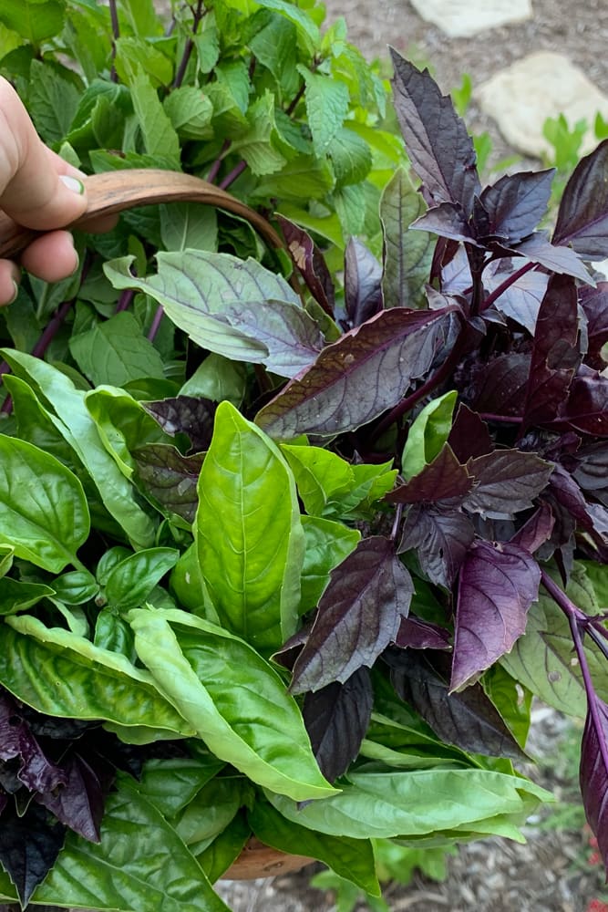 10BestBasilVarieties_Zone10b_SweetBasil Mix of opal and sweet basil in a harvest basket.