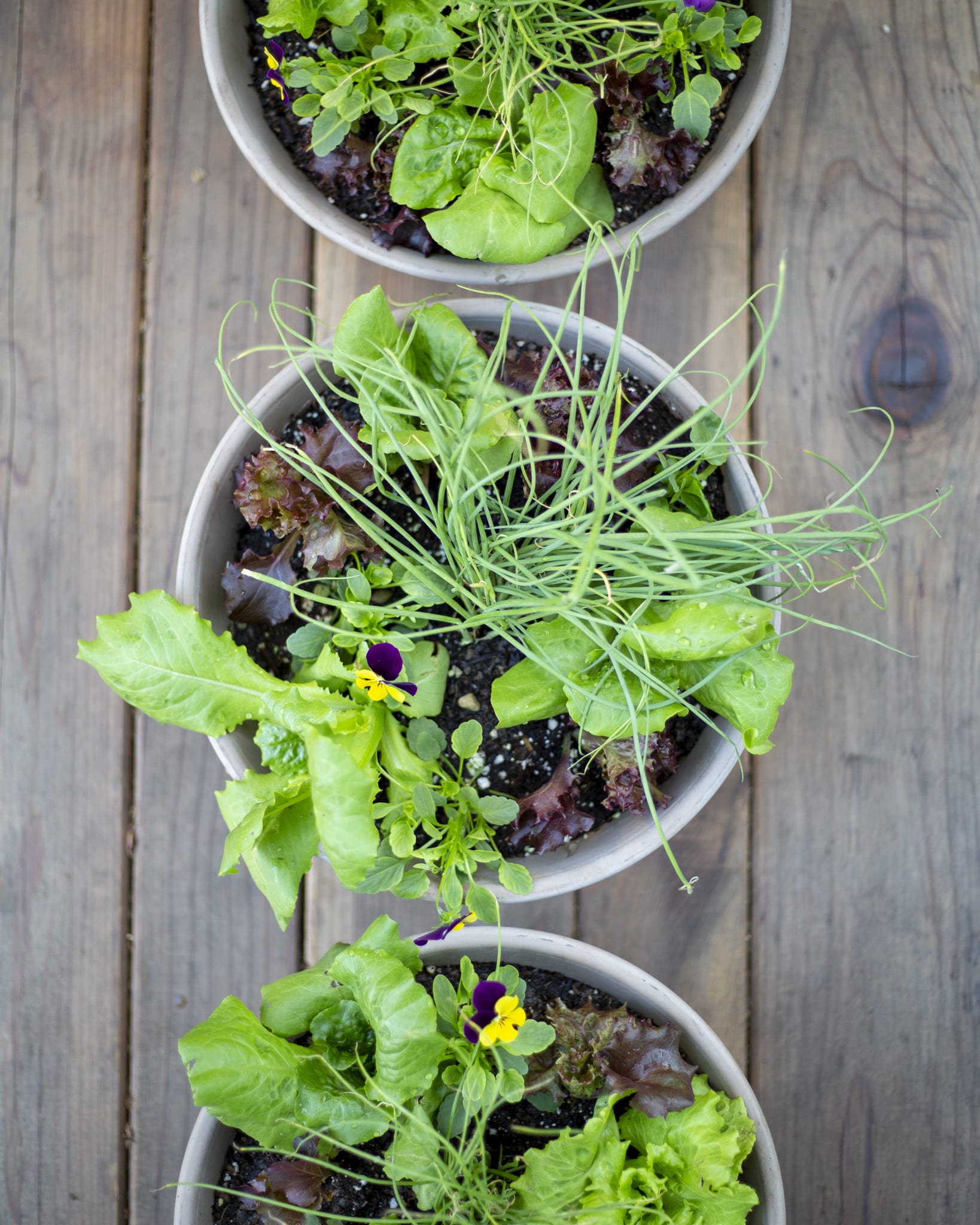 salad bowl planter