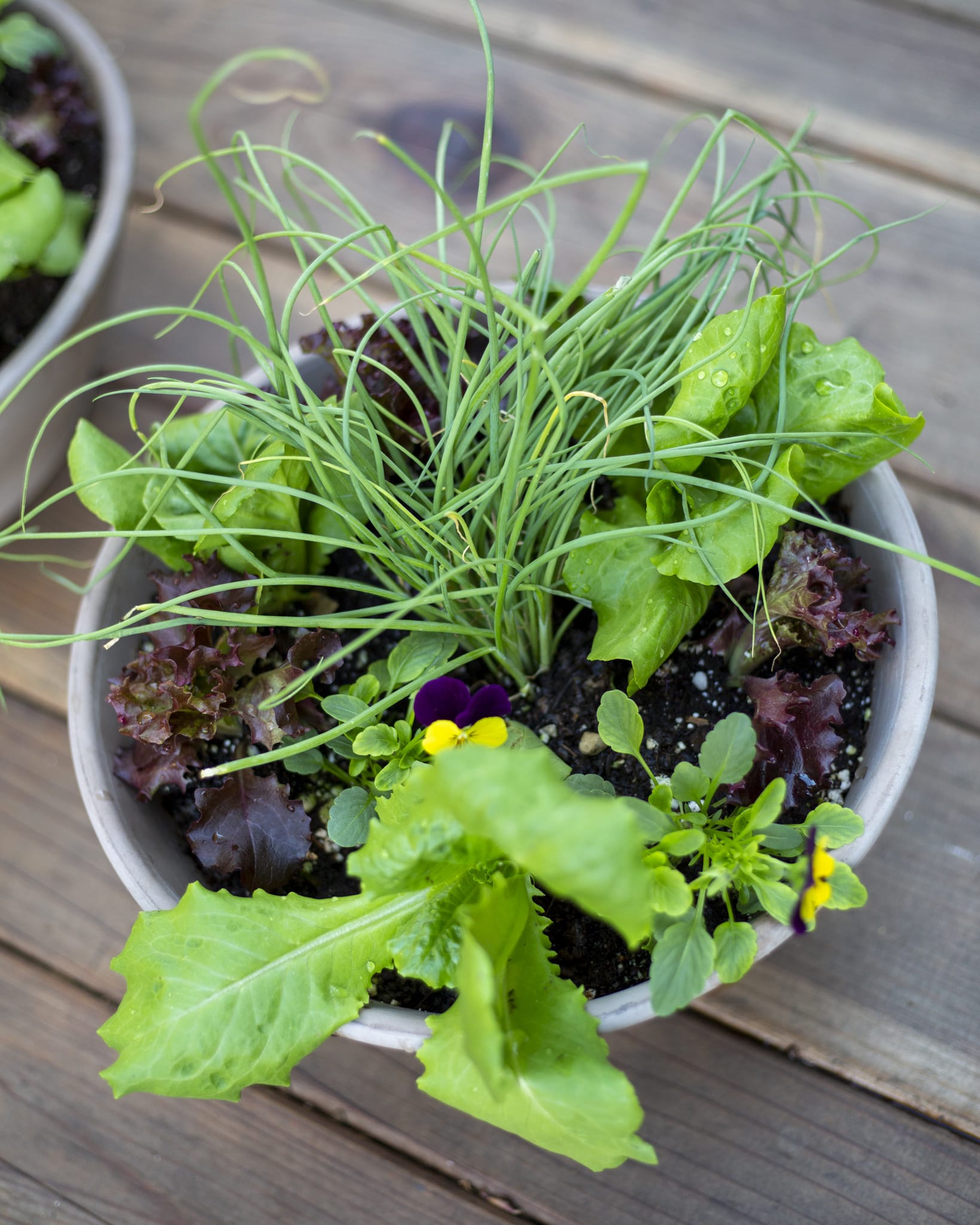 The Secrets of Salad Bowl Planters Your Guide to Growing Greens with Style