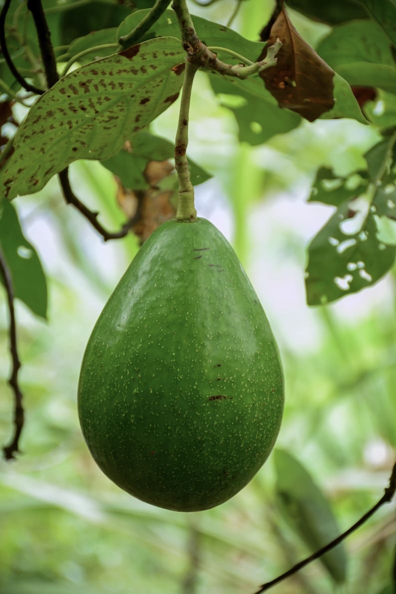 Green Avocado - Southern California Orchard Growing Guide