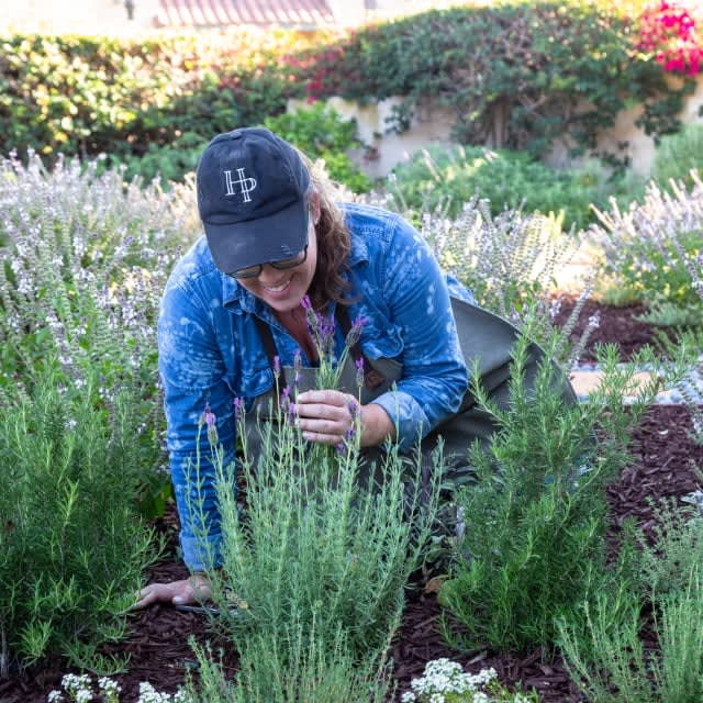 Ashley Irene, founder of Heirloom Potager, harvesting lavender in a museum garden full of medicinal herbs