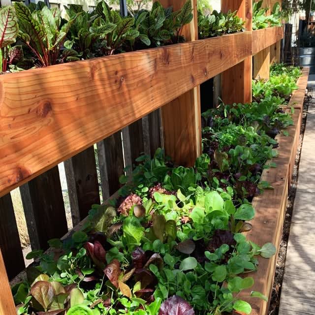 Loaded salad bar bed prefect for community garden harvests designed by Heirloom Potager