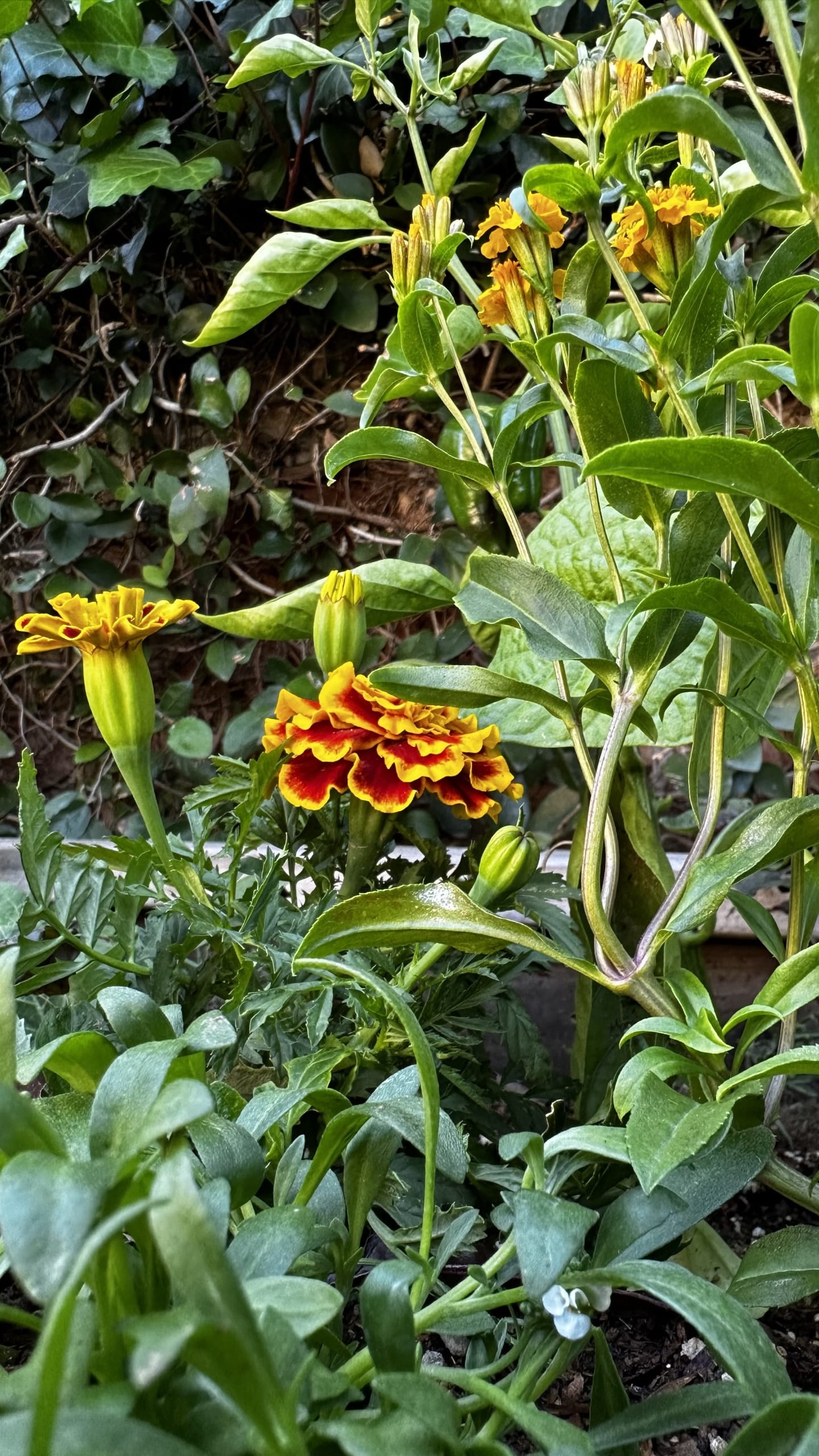 IMG_1063 Close up of marigold and Mexican Tarragon, peppers in the Ready, Set, Garden!™ raised bed kits by Heirloom Potager - Fun in the Sun garden bed kit shown