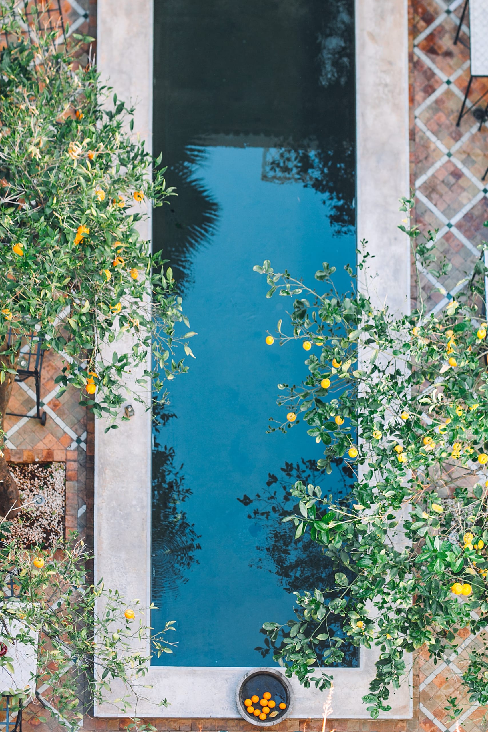 IMG_1364 Growing Fruit Trees in Southern California: Your Guide to a Bountiful Orchard
