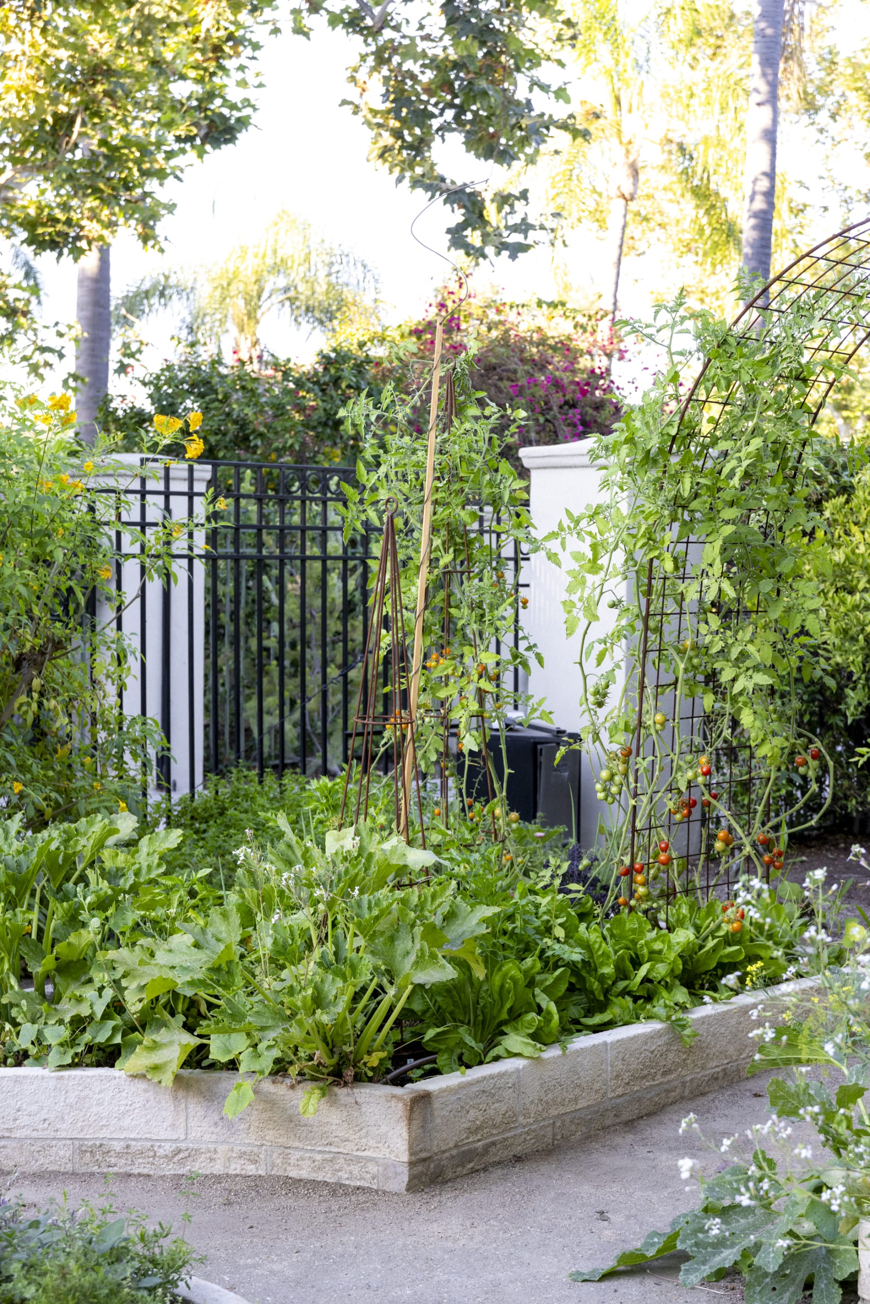 How to use Trellis in a Garden: Your Complete Guide