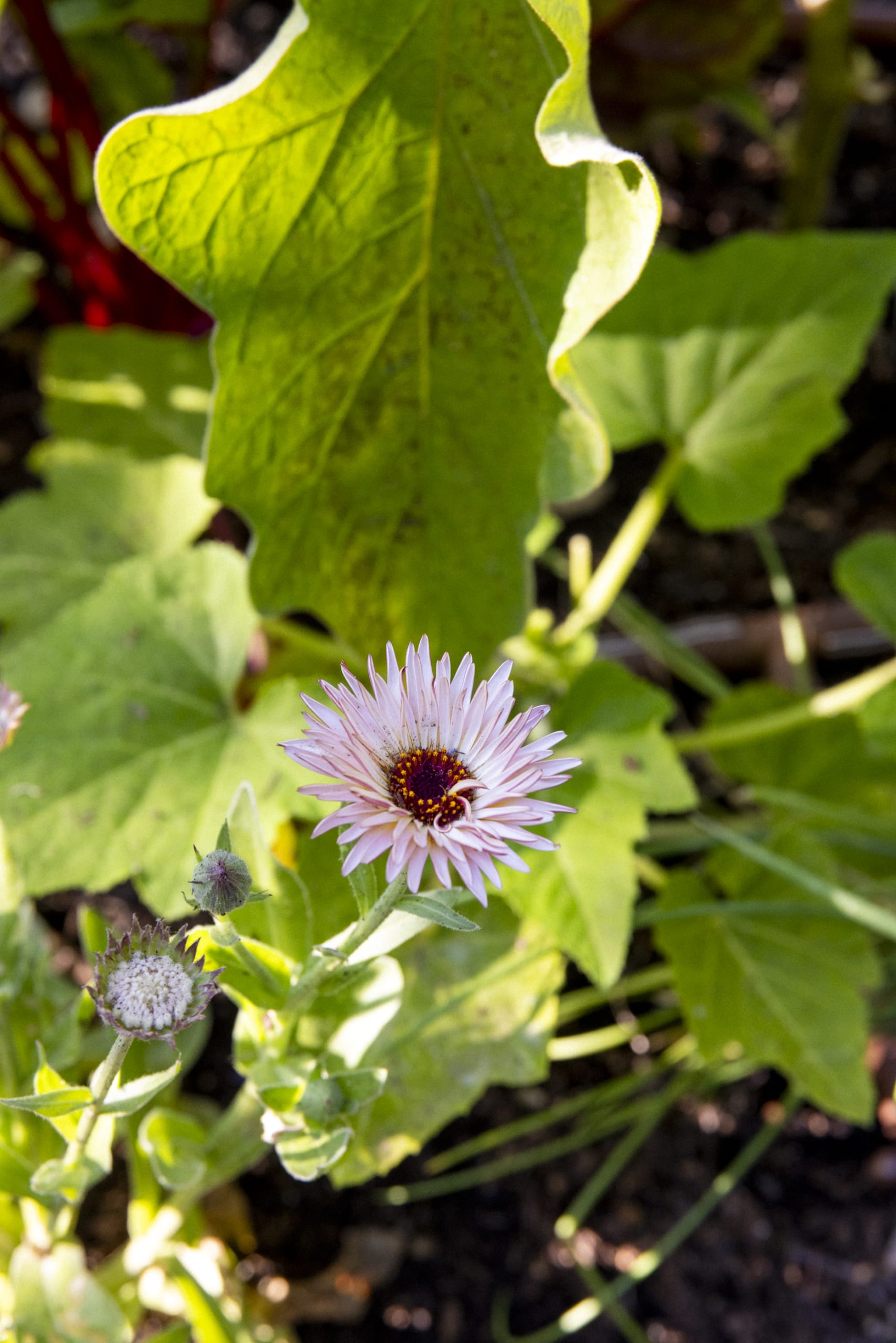 _W3A3531 Captivating Calendula Zeolights from Botanical Interests - light pink petaled flower with a brown center in an edible garden