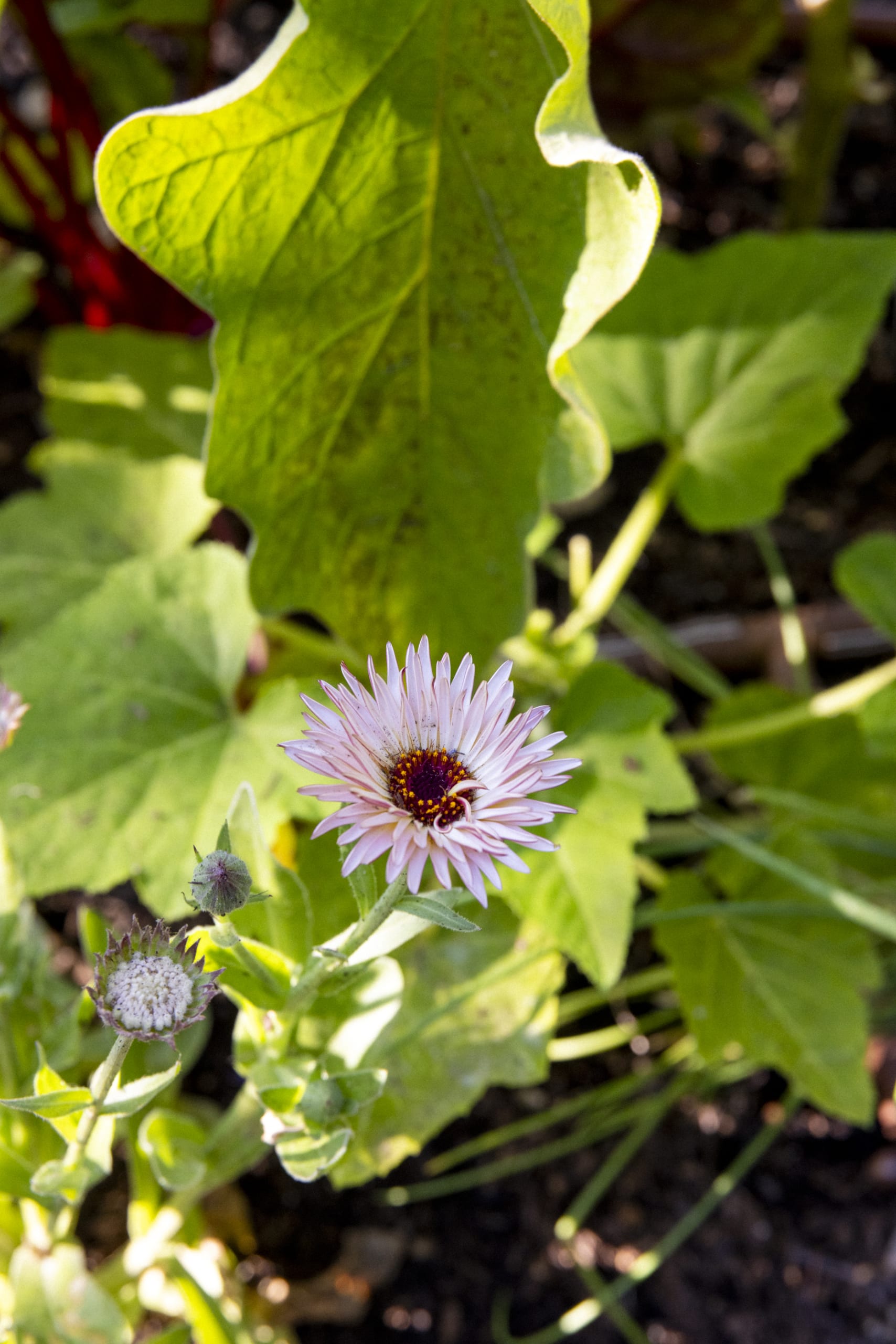 Captivating Calendula Zeolights from Botanical Interests - light pink petaled flower with a brown center in an edible garden