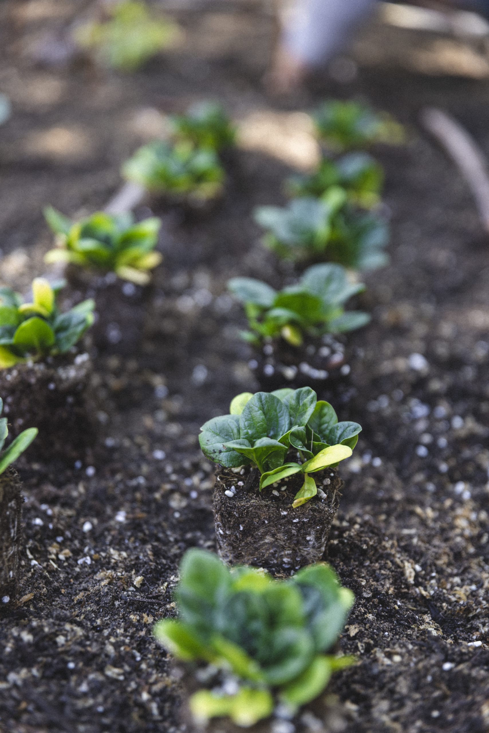 Young spinach seedlings planted in the garden