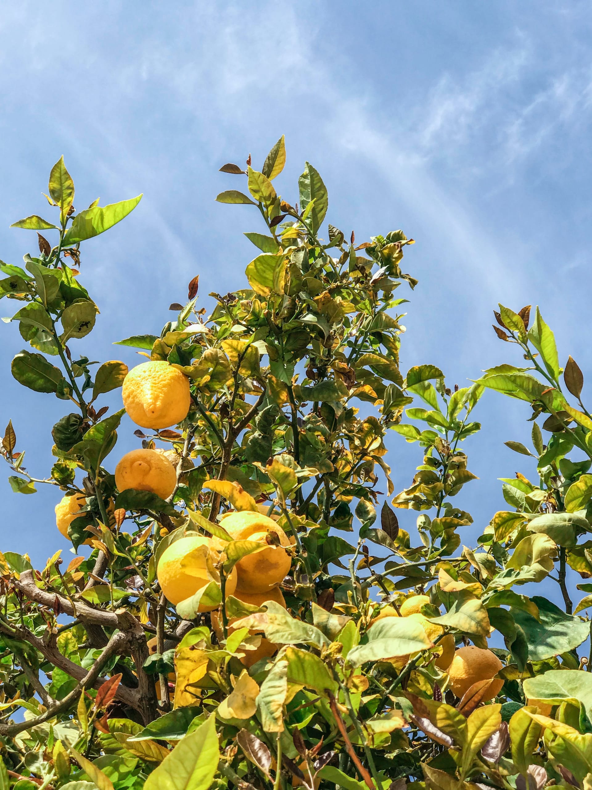 IMG_1366 Citrus Trees thrive in Southern California