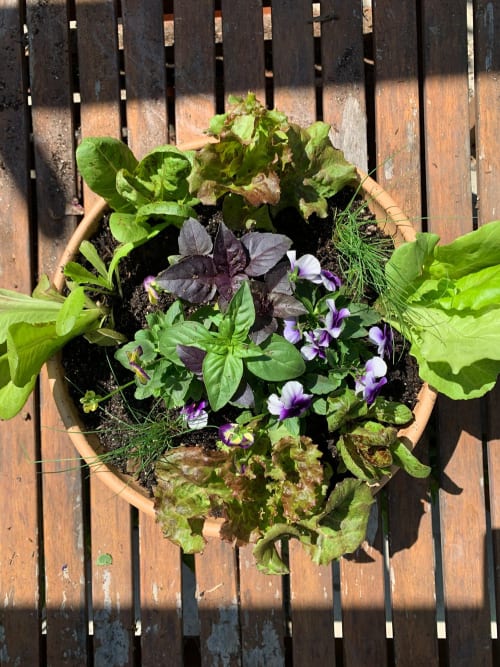 Aerial view of Tabletop Salad Bowl planted with heirloom lettuce varieties, chives, basil, and violas