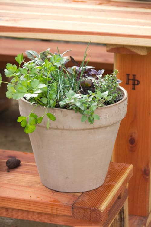 Everyday Essentials Herb Pot