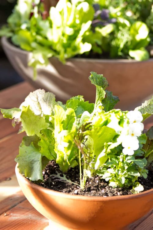 Heirloom Potager Small Culinary Salad Bowl