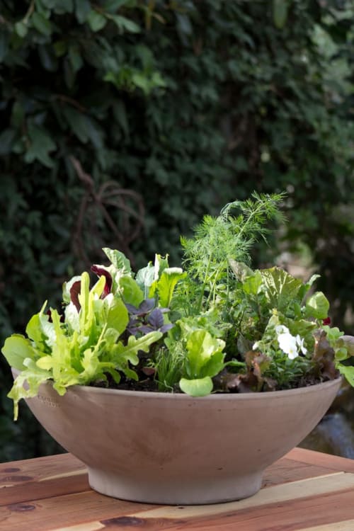 https://res.cloudinary.com/heirloom-potager2/images/w_500,h_750,c_scale/f_auto,q_auto/v1658962070/HP_LargeSaladBowl_web1/HP_LargeSaladBowl_web1.jpg?_i=AA