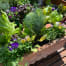 Limited Edition Salad Bar Planter with heirloom lettuces, herbs, and violas