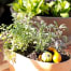 Heirloom Potager Thanksgiving Classic Herb Box