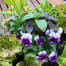 Tabletop Salad Bowl planted with heirloom lettuce varieties, chives, basil, and violas