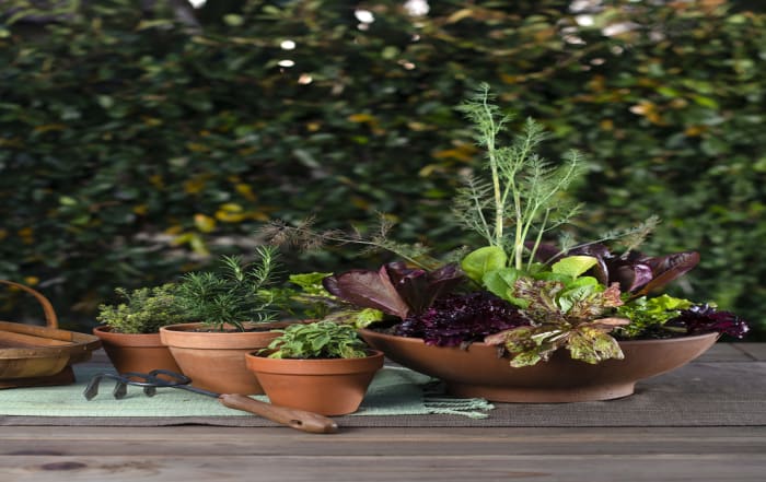 living salad bowl