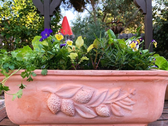 Limited Edition Salad Bar Planter with heirloom lettuces, herbs, and violas