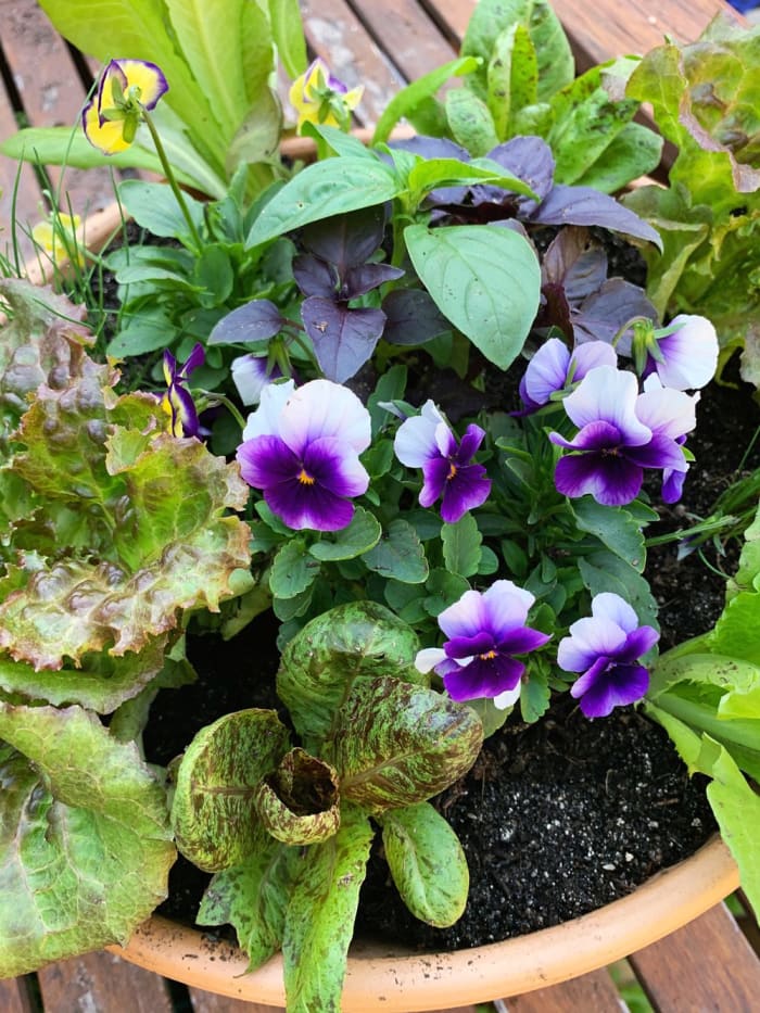 Tabletop Salad Bowl planted with heirloom lettuce varieties, chives, basil, and violas