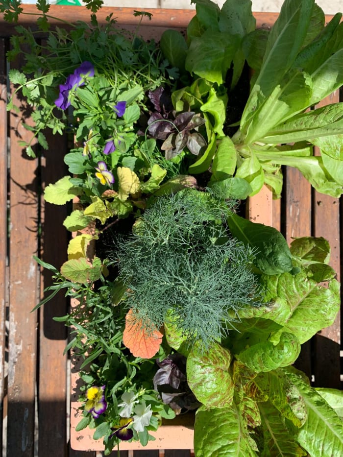 Limited Edition Salad Bar Planter with heirloom lettuces, herbs, and violas