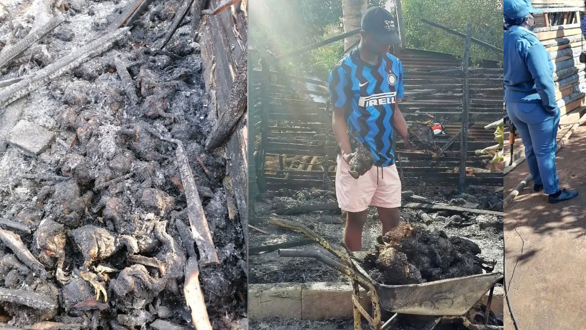 Incêndio destrói aviário e mata mais de 100 frangos em Inharrime