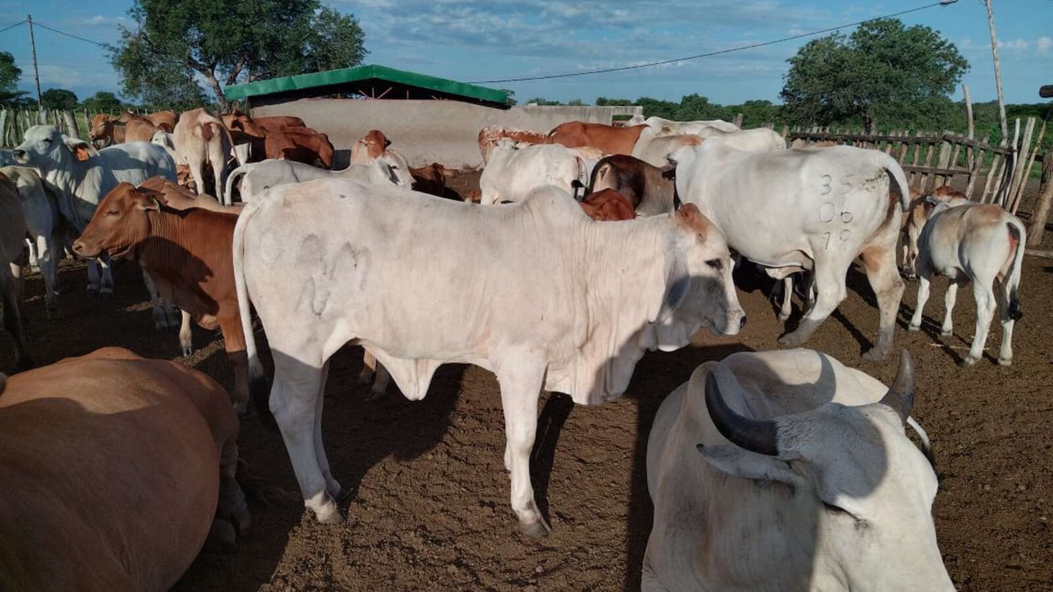 Autoridades investigam morte de pessoa e de 67 cabeças de gado em Maputo
