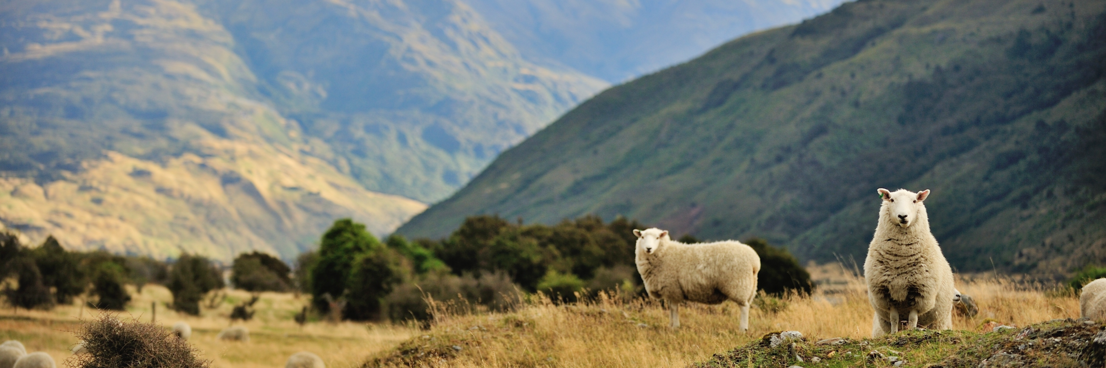 Sheep in the mountains