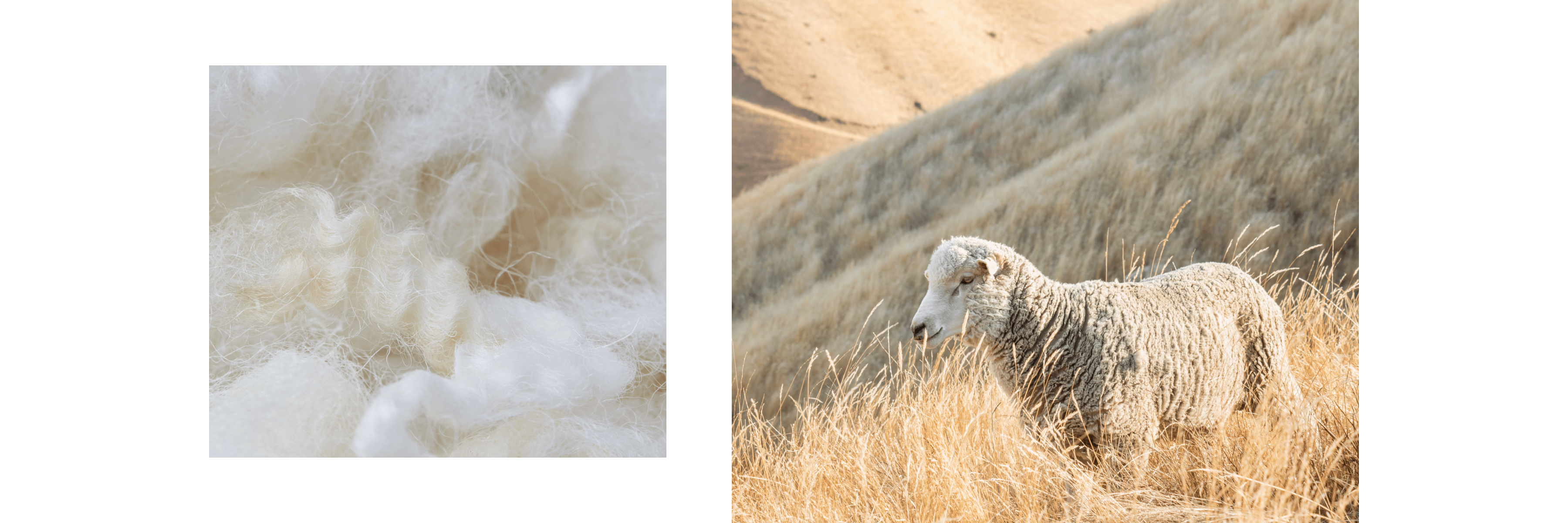 Organic Wool