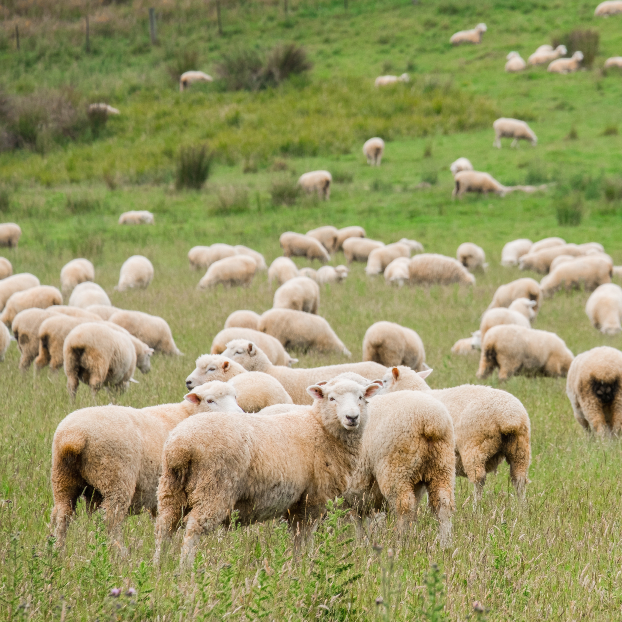 Sheep in a landscape