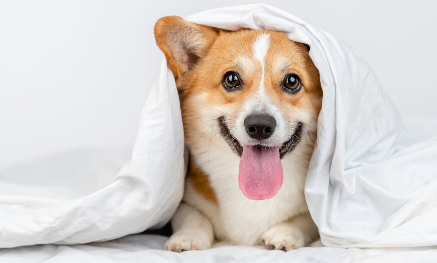 Corgi under duvet cover