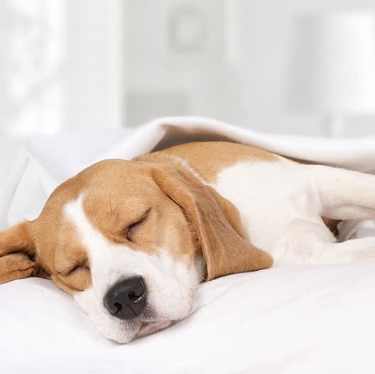 Homepage Brooklyn Bedding