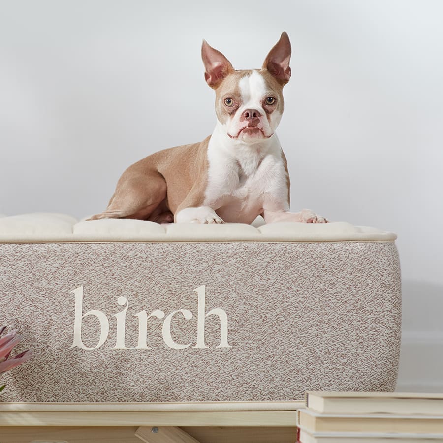 Dog sitting on Birch Natural Mattress