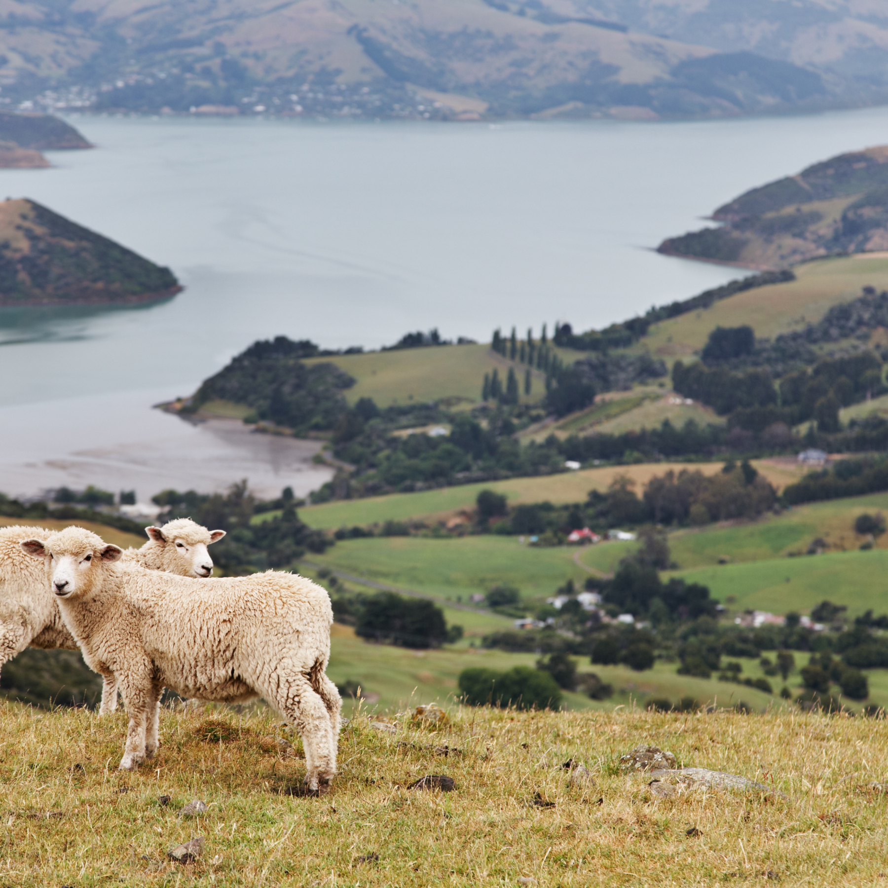 Sheep in a field