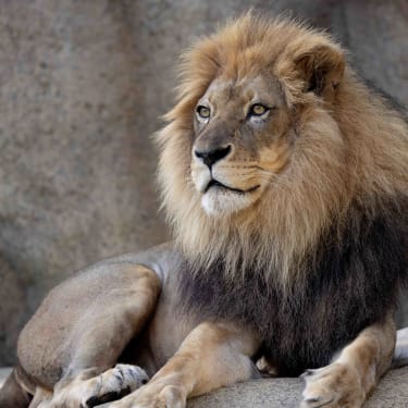 Zoo Atlanta Tickets