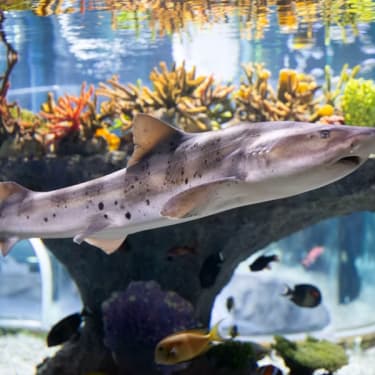 SEA LIFE Busan Aquarium + Brickman Sergisi Biletleri