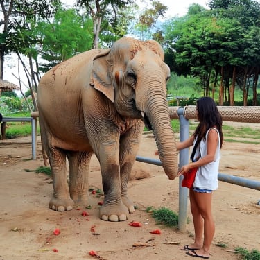パタヤ 象保護センター訪問