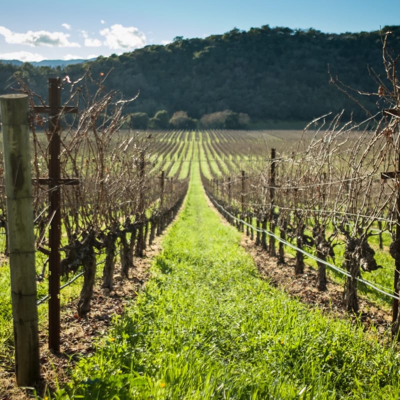 サンフランシスコからナパへの日帰りツアー5選 - Hellotickets