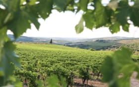 Chianti vin Tur från Florens