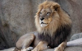 Zoo Atlanta Tickets