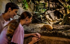 Ingressos para Safári Noturno em Singapura com Passeio de Bonde