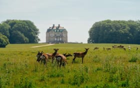 Dyrehaven Deer Park: Cykeltur + togtransfer