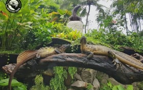 Biljetter till Reptile Park på Bali