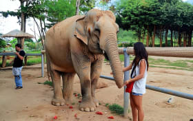 Besök på elefantreservatet i Pattaya