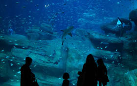 巴黎水族館門票