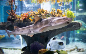 Boletos para SEA LIFE Busan Aquarium y la exposición Brickman